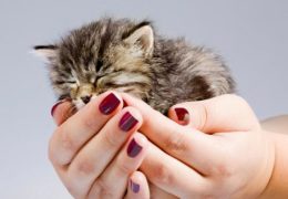 All For Animals #28: Kitten Season!!
