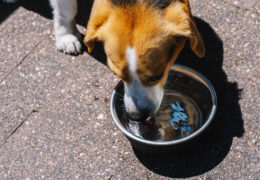 AFA Quick Tips! Summer Pet Safety: Preventing Heat Exhaustion