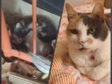 All For Animals #76: Good Samaritan, Brooklyn Animal Hospital & Long Island Rescue rally to save injured cat from under BQE