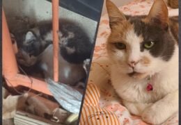 All For Animals #76: Good Samaritan, Brooklyn Animal Hospital & Long Island Rescue rally to save injured cat from under BQE