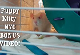 AFA Extra: Puppy Kitty NYC – Bunnies, Piggies and Rats OH MY!
