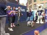 AFA Extra! NYC Honorary Dog Mayor Sally Long Dog uses Paws In The Park to announce bid for 2nd term!