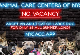 Animal Care Centers of NYC in crisis; temporarily suspending cat intake