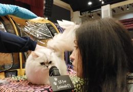 All For Animals #82 – Loving Cats Worldwide CATStravaganza