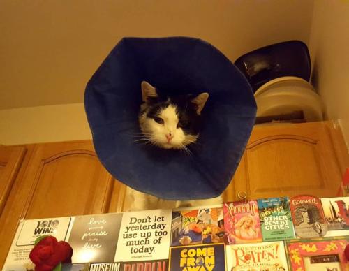 May 2018: Cheeks back in the cone collar after rubbing his nose and messing up sutures.  They're out, but his nose still has more healing to do!