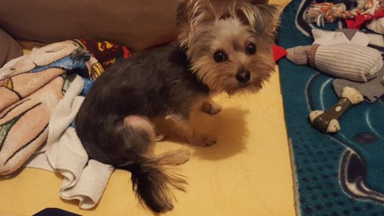 NYS Bill introduced to eliminate sales tax on pet food