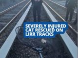 Cat rescued from LIRR train tracks