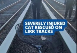 Cat rescued from LIRR train tracks