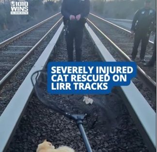 Cat rescued from LIRR train tracks