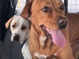 Snowplow driver saves dogs during blizzard