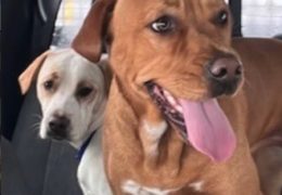 Snowplow driver saves dogs during blizzard