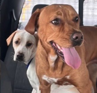 Snowplow driver saves dogs during blizzard