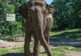 WCS’s Bronx Zoo, AP Photo/Bebeto Matthews