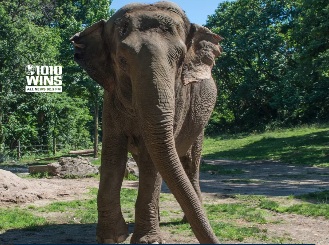WCS’s Bronx Zoo, AP Photo/Bebeto Matthews