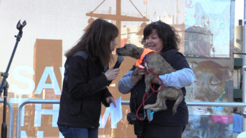 Strutt Your Mutt NYC 2019