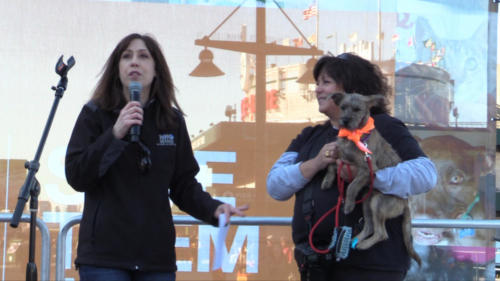 Strutt Your Mutt NYC 2019
